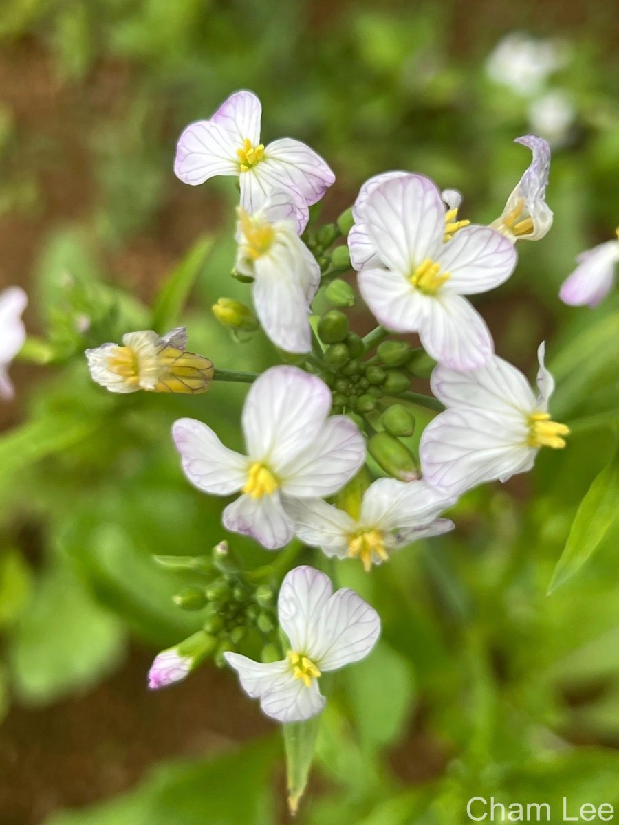 Raphanus raphanistrum L.